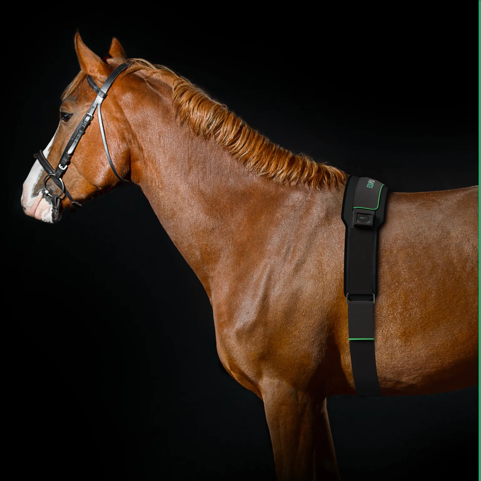 A photo of a horse receiving microcurrent therapy to aid in recovery, pain & injury.