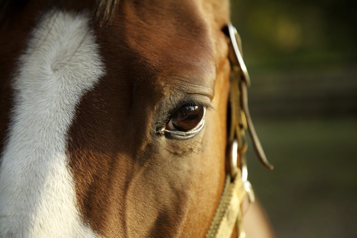 horse16.webp