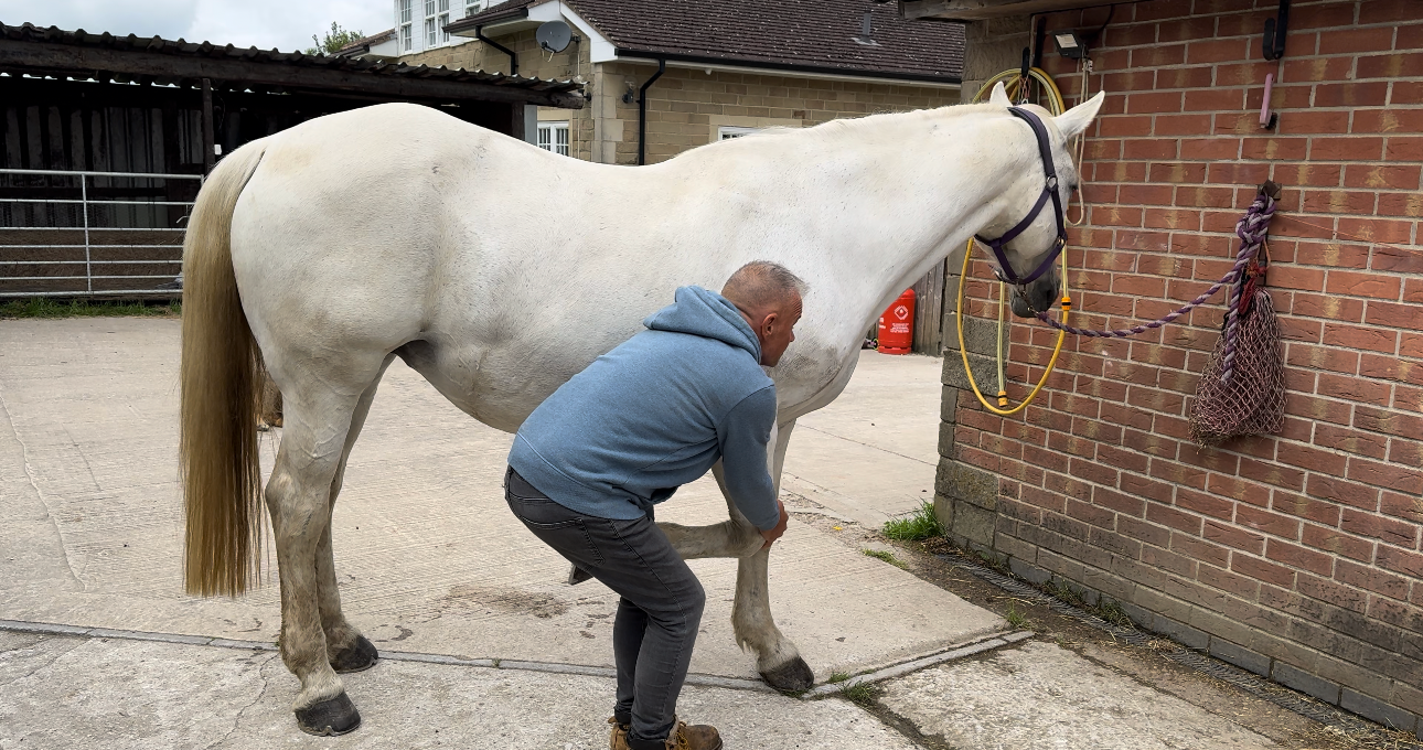Horse being stretched during massage session