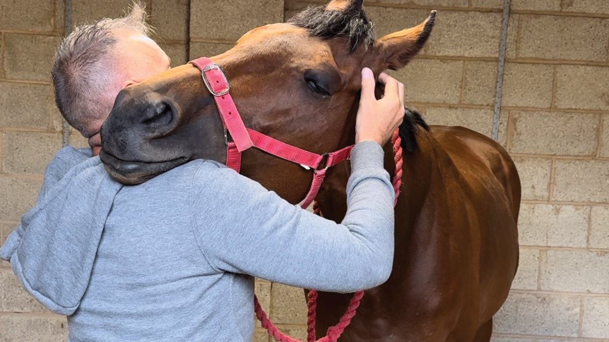 Horse receiving massage therapy