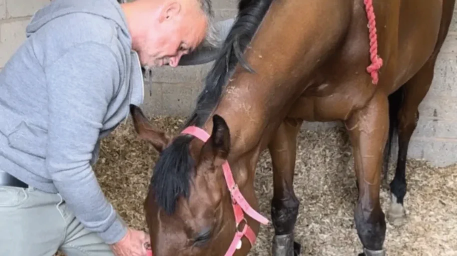 Horse receiving myofascial release therapy to its back