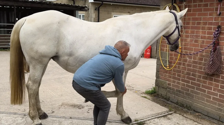 Horse being treated with trigger point therapy