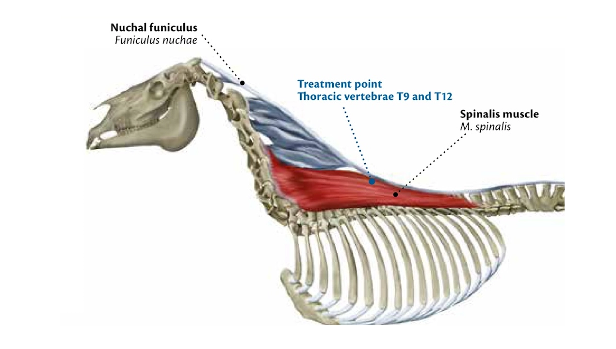spinalis-6a258aa133784.webp