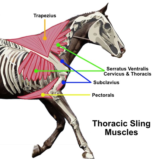 thoracic-sling-6a1371e82ea5f.jpg